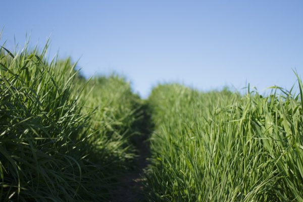 Grasmaaien wordt een makkelijke mannen klus