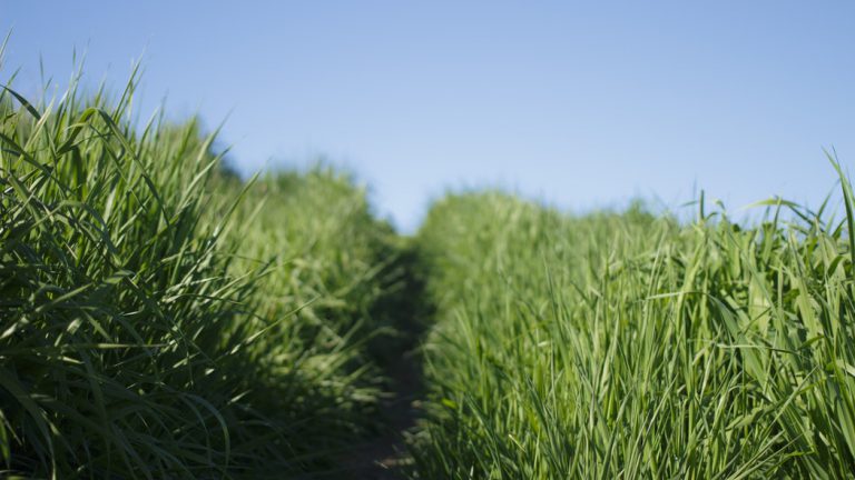 gras