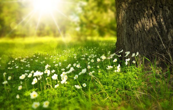 Biologische bestrijding is een goede oplossing voor in elke tuin