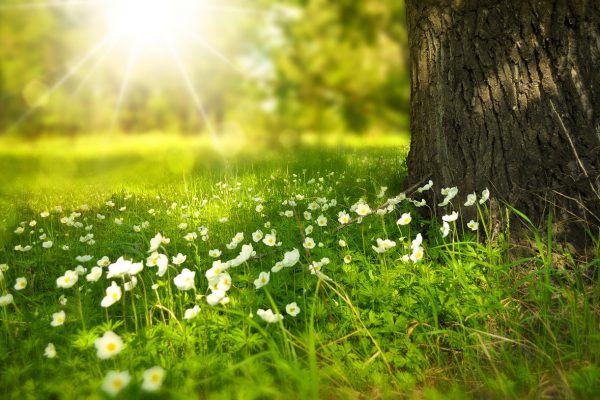 Biologische bestrijding is een goede oplossing voor in elke tuin