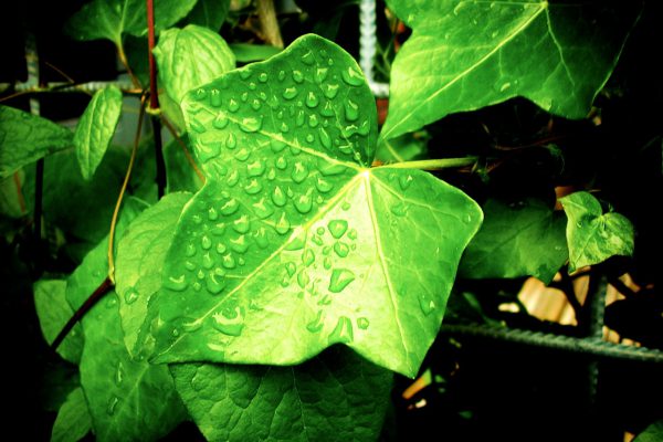 Mooie buitenplanten kopen bij Green-Bubble!